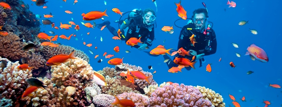 Travel to coral reef and diving with the fish