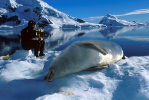 Diver and a seal in the Arctic