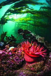 Dive in Atlantic water where colorful plants grow.